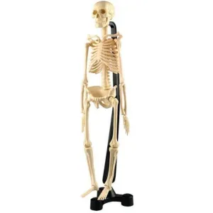 Edu-Toys Diy Skeleton Model
